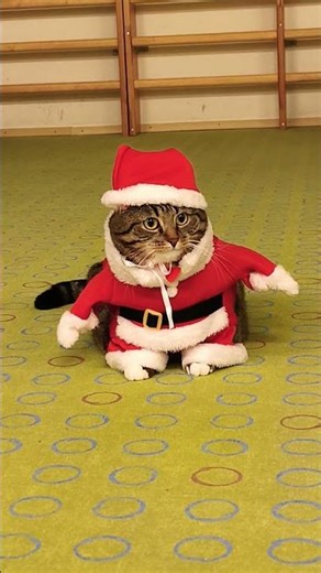 Meme the Santa Clause #meme #catviral #cutecat