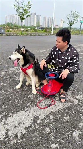 Dog: i am not fool man, but you are the dog too, There is a stupid dog at home Cute pet debut plan