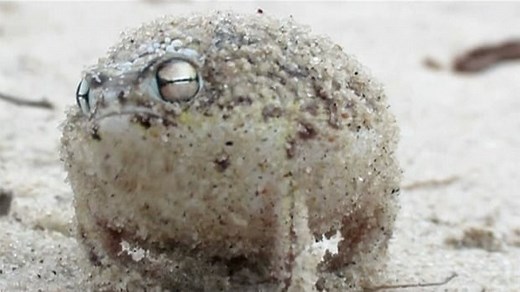 Squeaky Namaqua Rain Frog, an internet sensation - video