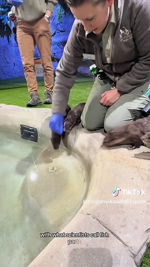 Baby Otters' First Day in Their New Pool