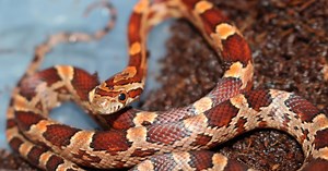 Comment nourrir son serpent domestique ?