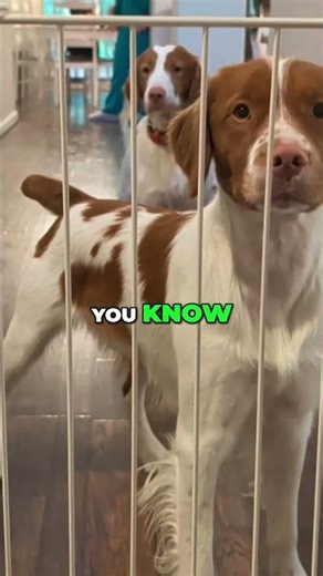 This Dog Gate Is a Game-Changer for Pet Parents 🐶🐱 | Klarana Foldable Pet Fence Review #shorts