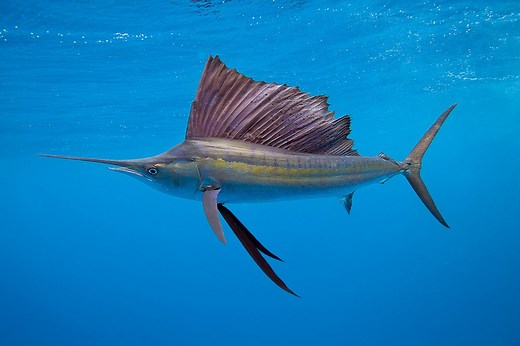 Woman Hospitalized After Being Stabbed by 100 Lb. Sailfish During Florida Fishing Excursion