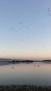 During this time of year, the Hula Valley in Israel becomes a spectacular stopover for millions of migratory birds. 🦅🌍 While it may not be accessible this season, we want to remind you of the awe-inspiring beauty of this season in northern Israel. 🌿✨ 🎥: instagram.com/adi.abrass/ #VisitIsrael #StandWithIsrael #HulaValley #Birdwatching #NorthIsrael | Visit Israel