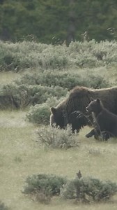 Did you know that sandhill cranes can often be seen following grizzly bears in the wild? As grizzlies excavate the earth in search of food after emerging from their dens, these intelligent birds seize the opportunity. They forage for leftovers, making the most of the bears’ hard work. This incredible example of interspecies interaction highlights the complex relationships and survival strategies in our natural ecosystems. #wildlife #bear #grizzlybear #bears #sandhillcrane #bearcub | Casey Anders