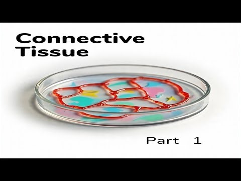 Connective tissue/anatomy & physiology of connective tissue/Structure & function of connective tissu