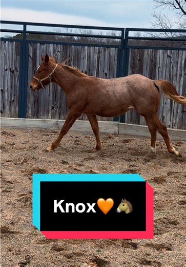 Knox as a new yearling!🧡🐴 | knox