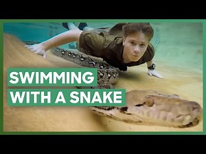 Robert Irwin Goes Swimming With A PYTHON! | Crikey! It's The Irwins