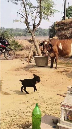 intramuscular injection in a black bengal baby goat by Mathur Mondal