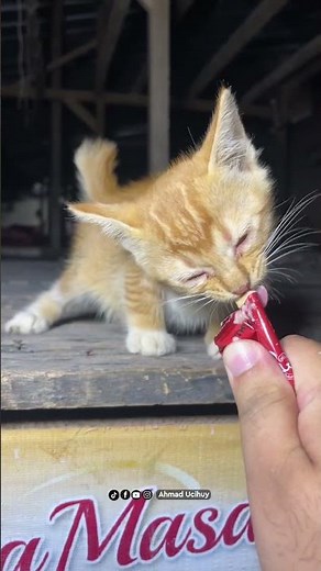 Anak kucing lucu imut banget #anakkucinglucu #kitten #cute