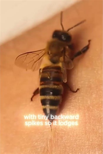 Why a Honeybee Dies After It Stings You #Shorts