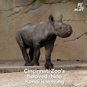 GOOD LUCK, KENDI WE WILL MISS YOU! ❤🦏 Cincinnati Zoo’s beloved young rhino Kendi is leaving for his new home in San Diego to help save the critically endangered species. https://bit.ly/35Zy46F | WLWT