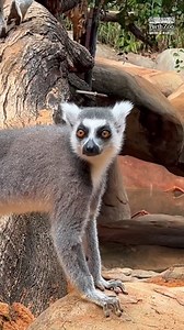 3K views · 240 reactions | They like to move it, move it  Look who's leapt into a new habitat! You can now visit our pair of Ring-tailed Lemurs in their new home in the African Savannah. | Perth Zoo | Facebook