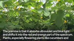 This greenhouse hopes to revolutionize farming not just here on Earth, but also on Mars. | WDSU News