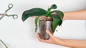 Why Are My Orchid Leaves Curling: Easy Guide to Save Orchids