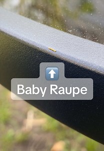 Kleinste Raupe die ich je gesehen habe. 🐛#garten #raupe #frühling#niedlich #lustig