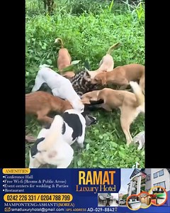 Dogs vs 3nso Nyamey3 Dinnn 🙌🏽 | Kweku Chainz Page