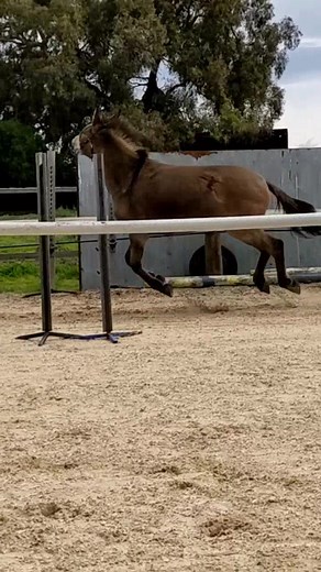 See you at Grand Prix show jumping 😂 it may take 100 years... First time #freejumping #muletraining #horseormule #mulesofaustralia #donkeysoftiktok