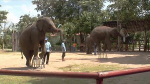 31K views · 1.3K reactions | How do you turn wild animals into a...