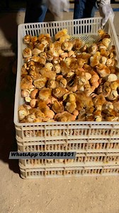 1.9K reactions · 201 shares | @DavidKakibaWakpal & my want to put smiles on your face during this Ghana  month. This is sustainable. #davidkakibawakpal #stopimportationoffrozenchicken #joycebawahmogtari #JohnDramaniMahama #johndumelo #Wodemaya | Adu Ababio | Facebook