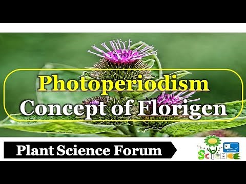 Photoperiodism and Concept of Florigen - Plant Science Forum