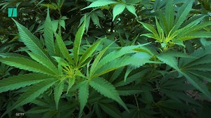 Approval of weed legalization is at an all-time high. Take a look at how attitudes toward cannabis have changed. | HuffPost