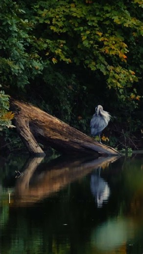 Could You Sleep to This? 🌙 12 Hours of Autumn Lake at Dusk