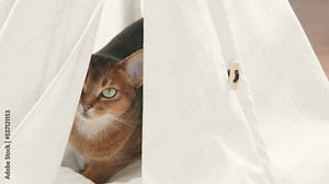 Abyssinian red cat hiding in white pet house. Playful beautiful young kitten portrait close up. Domestic cat having fun, relax and enjoy. Little best friends. Happy domestic animals at home.