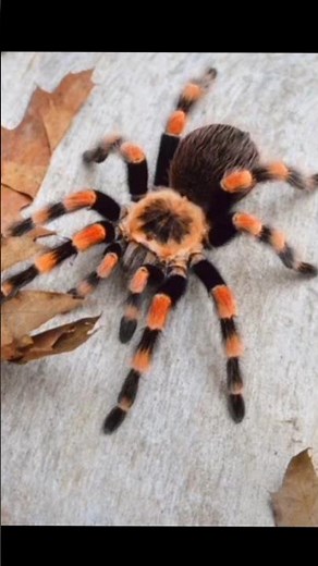 “Ye मकड़ी 5× बड़े जानवर को खा जाती है!😳😱Goliath Spider Facts”Dangerous animal series part 21🚀🔥#facts