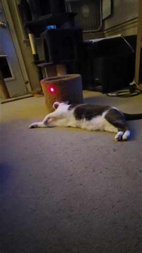Mr Neckbeard midnight exercise #lazycat #cat #tuxedocat #cutecat #shorts
