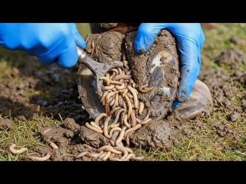 Thousands of Maggots Exploding from Cow Hoof 😱 | Most Shocking Treatment Ever!