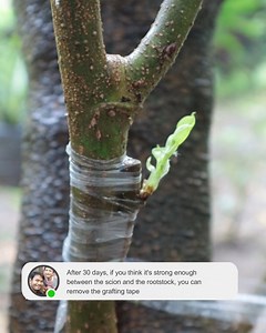 The easiest grafting method you can do | Grafting Examples