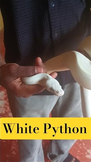 #white#python#snake#pet#petsnake#snakes#viral#farmvilla#thrissur#paambusquad#pambu#naagin#naag#nagam