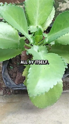 A HOUSEPLANT THAT CAN REPRODUCE ON ITS OWN