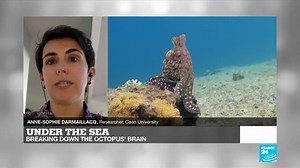 Inside the mind of the octopus