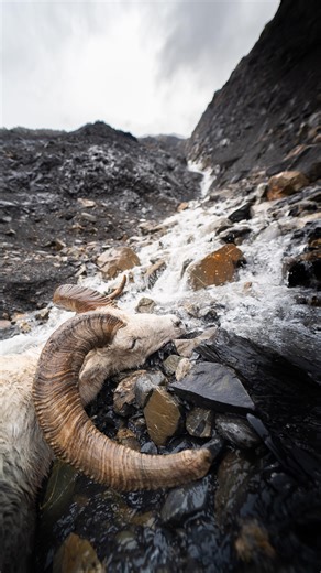 13 reactions | Chasing your dream ram? We’re giving away a hunt voucher! Our Platinum+ Hunt Voucher valued at $55,000 can be put towards any sheep species of the winner’s choice, giving you the chance to get the ram you’ve always wanted. We’re also giving away three other vouchers for all of the other Super Ten species, so get entered now through the link in our bio. #HuntinFool #BuiltToHunt #HuntGiveaway #Giveaway #Sheep #Ram #SheepHunting | Huntin' Fool | Facebook