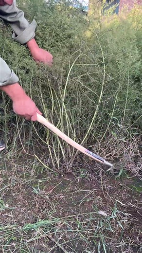 DIY Bean Paste with Yellow Wormwood from My Hometown