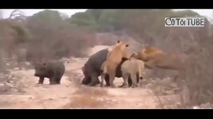 TİGER vs PYTHON WildLife Fight ►► Wild Life of Africa  Lion Hippo   Animal Attacks