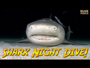 Night Diving with Sharks! (Is this a bad idea?)