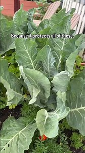 Sometimes the best pest control is giving the pests exactly what they want 😅🌱