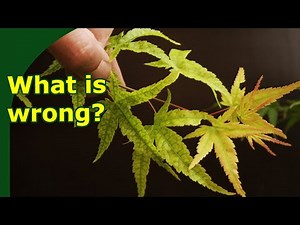 Diagnosing Foliar Damage in Japanese Maple Bonsai