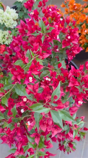 Bogainvillea id name: RUBY RED BOGAINVILLEA
