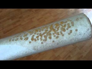 Raising Discus Artificially Breeding Day76 (Documentary)