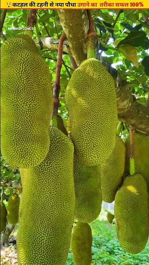 😲Grow a new jackfruit plant from a cutting #plants #fruit #growth