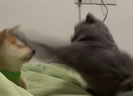 Testy cat puts cheeky Shiba Inu puppy firmly in its place