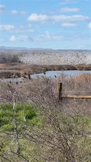 W day of shooting snow geese #snowgeese #snowstorm #hunting #12gauge #fakebird @Bo Bisbee @River rose