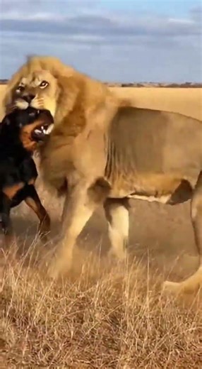 Rottweiler vs Lion: The Most Fearless Dog Ever!