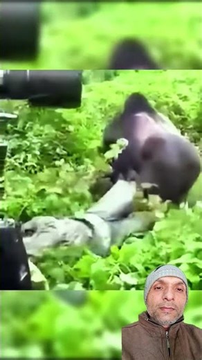 “Gorilla vs Lion — Strength vs Power Showdown! 🦍🆚🦁🔥”