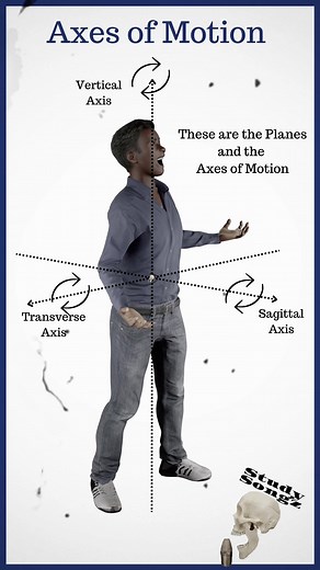 This guy looks waaay to happy… Not only are there anatomical planes, but there are axes of motion! Axes run perpendicular and/or parallel to anatomical planes and are the axes which the body rotates or spins. There are three axes of motion in anatomy. Share with someone who has a Transverse Axis and would like @studysongz Transverse Axis or Lateral Axis or Pitch Axis: Flexion and Extension Sagittal Axis or Anteroposterior Axis: Abduction and Adduction Vertical Axis or Longitudinal Axis: Rotation