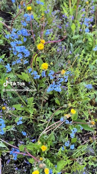 Valley serenity #hiking #alaska #mountain #flowers #peace